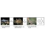 Biology Chapter 9 - Mammalian Osmotic Regulation and Excretion